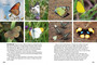 Wildlife of Serengeti & Ngorongoro Conservation Area - ISBN 9781775848837 (inside pages 19)