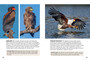 Birds of Serengeti & Ngorongoro Conservation Area - ISBN 9781775848851 (inside pages 4)