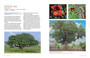 The Ways and Wonders of South African Trees - ISBN 9781775848875 (inside pages 6)