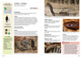 Snakes & Snakebite in Southern Africa (3rd edition) - ISBN 9781775848912 (inside pages 4)