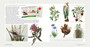 Kirstenbosch: The Most Beautiful Garden in Africa (2nd edition) - ISBN 9781775848950 (inside pages 10)