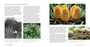 Kirstenbosch: The Most Beautiful Garden in Africa (2nd edition) - ISBN 9781775848950 (inside pages 17)