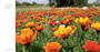 Kirstenbosch: The Most Beautiful Garden in Africa (2nd edition) - ISBN 9781775848950 (inside pages 23)