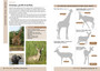 Southern African Mammals Made Simple: Three Easy Steps to Identification - ISBN 9781920572389 (inside pages 2)