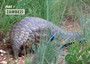 Pangolins: Scales of Injustice - ISBN 9781775847120 (inside pages 4)