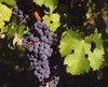 California Montepulciano Grapes