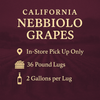 California Nebbiolo Grapes