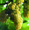 California Viognier Grapes