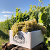 Sauvignon Blanc Winery Series Finer Wine Kit