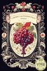 Cabernet Sauvignon Syrah Novello Finer Wine Kit