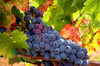 California Dolcetto Grapes