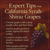 California Syrah-Shiraz Grapes