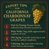 California Chardonnay Grapes