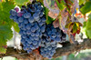 California Grenache Grapes