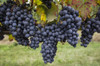 California Merlot Grapes