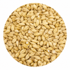 Swaen Pilsner Malt 55 lb