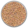 barley seed png