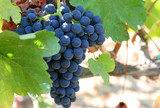 California Syrah-Shiraz Grapes California Syrah-Shiraz Grapes