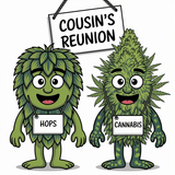 The Genetic Link Between Hops and Cannabis and Their Use in Beer Making