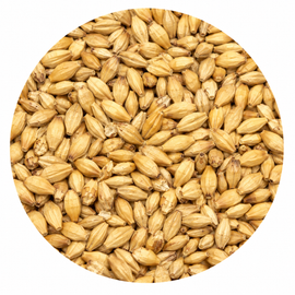 Avangard Malz 2-Row Malt 55 lb Crushed
