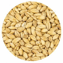 Avangard Malz 6-Row Pilsen Malt 55 lb Crushed