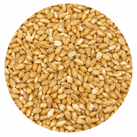Avangard Malz Wheat Malt 55 lb