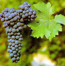California Petit Verdot Grapes