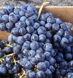 California Cabernet Franc Grapes