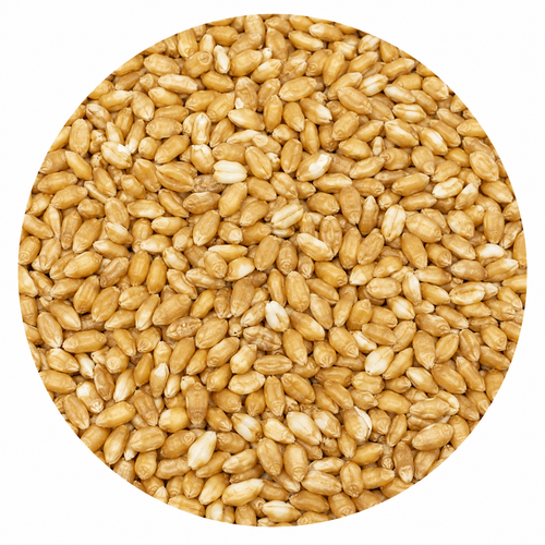 Avangard Malz Wheat Malt 55 lb Crushed