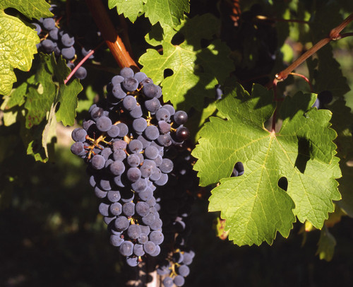California Montepulciano Grapes