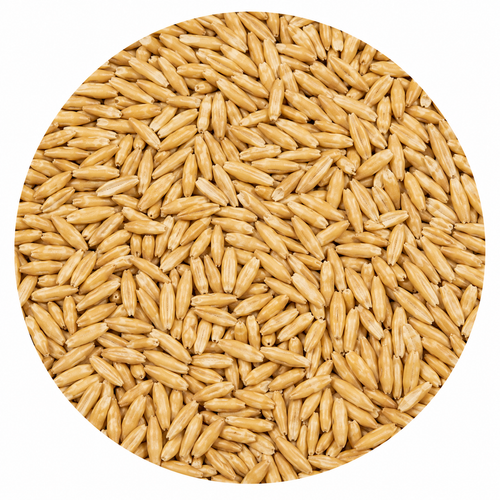 Sugar Creek Malted Oats 55 lb