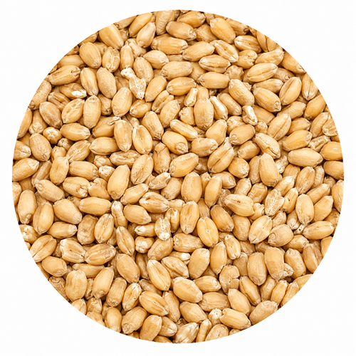 Briess Red Wheat Malt 50 lb Crushed