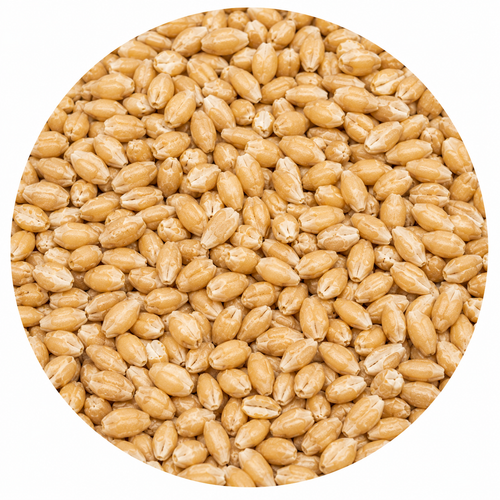Briess White Wheat Malt 50 lb