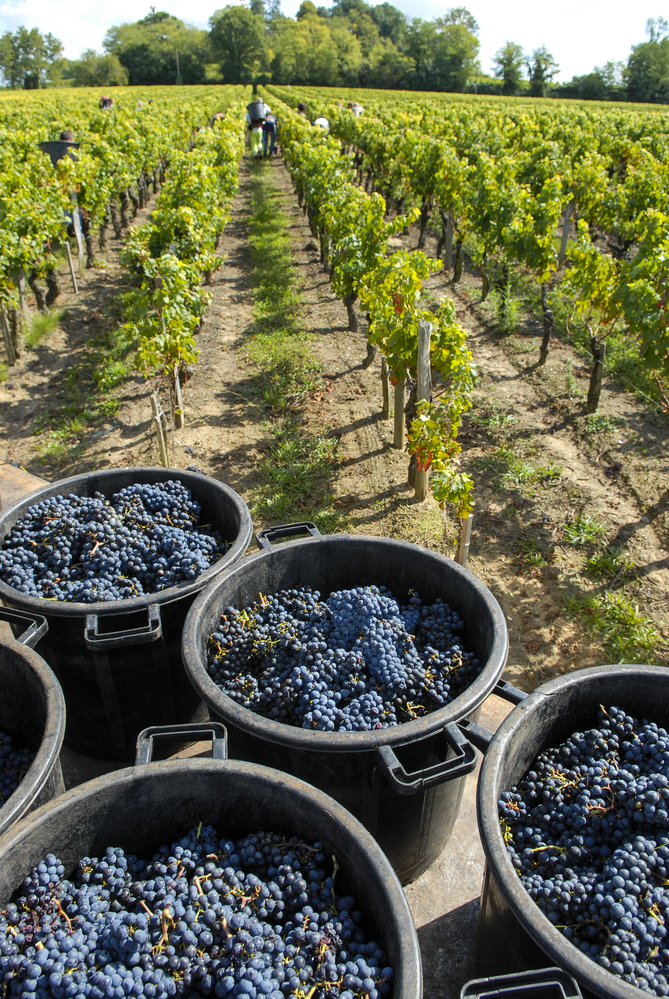 grapes on vine