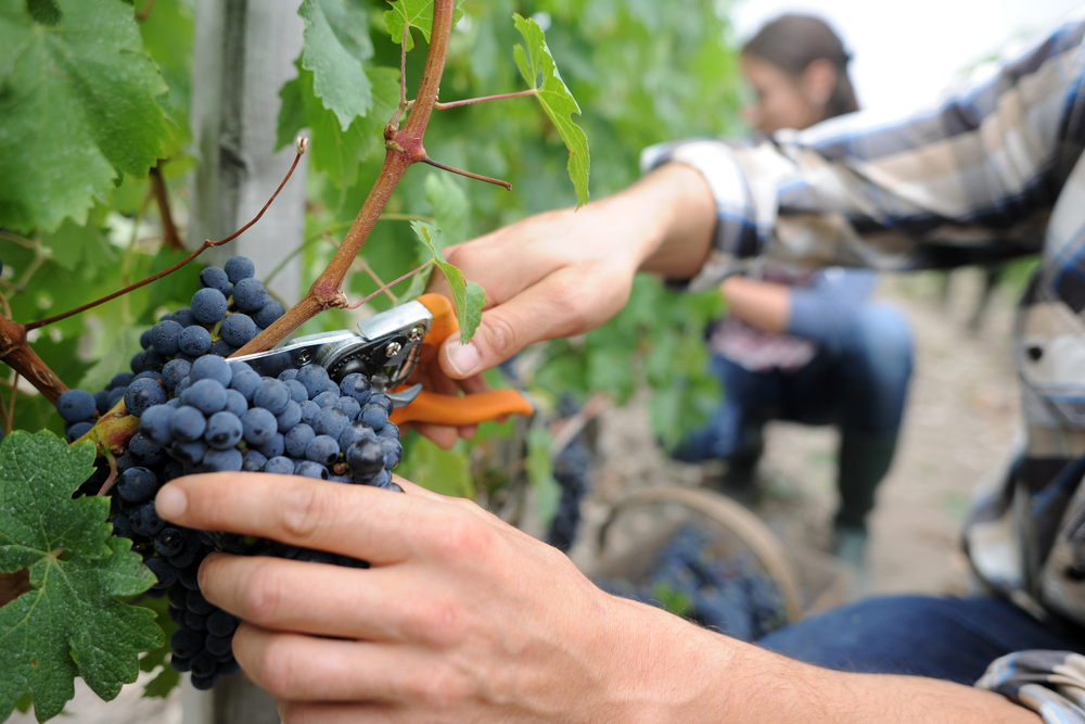 harvesting grapes