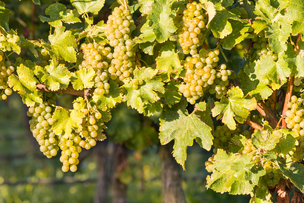 Riesling grapes on the vine