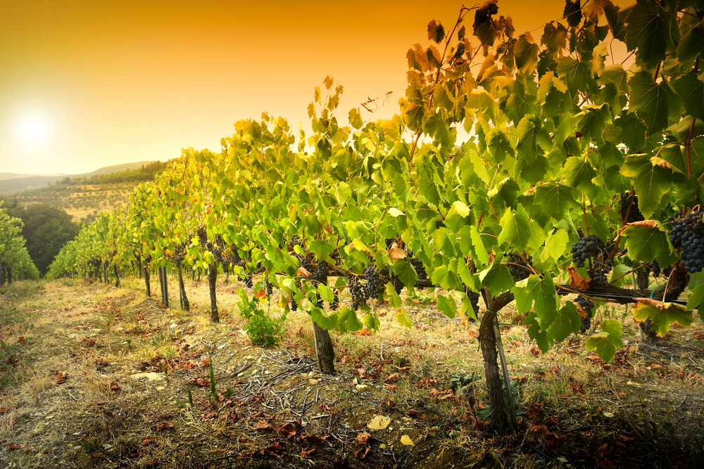 GRAPES ON THE VINE