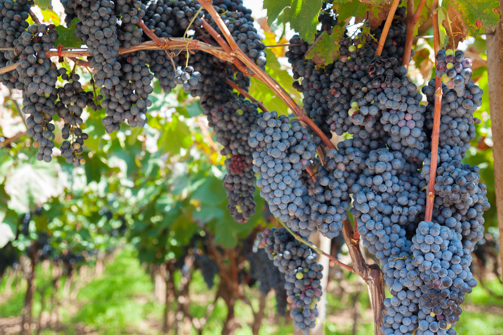 GRAPES ON THE VINE