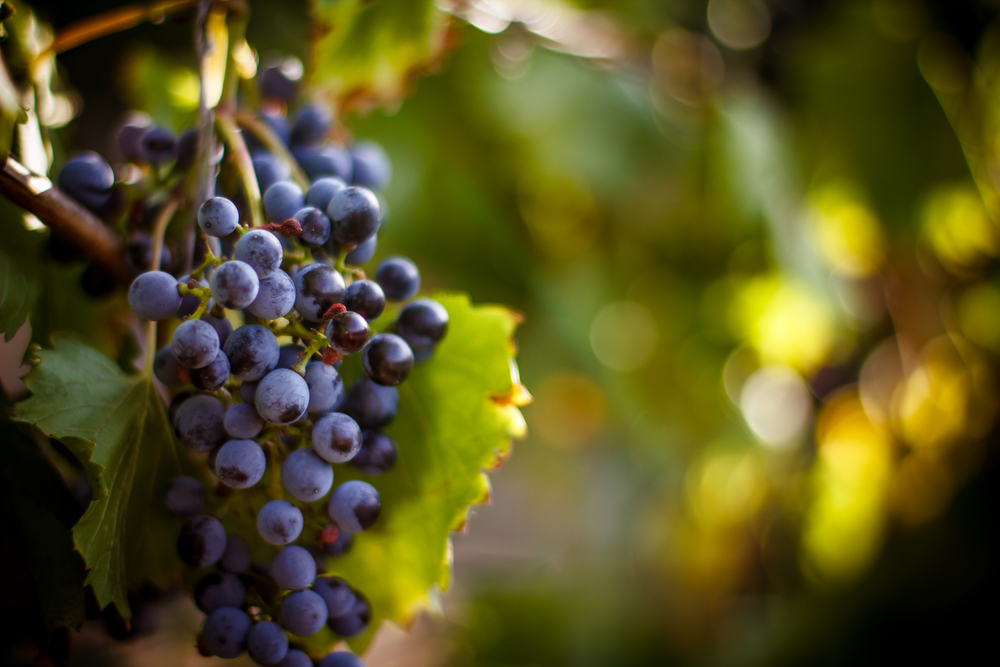 wine grapes