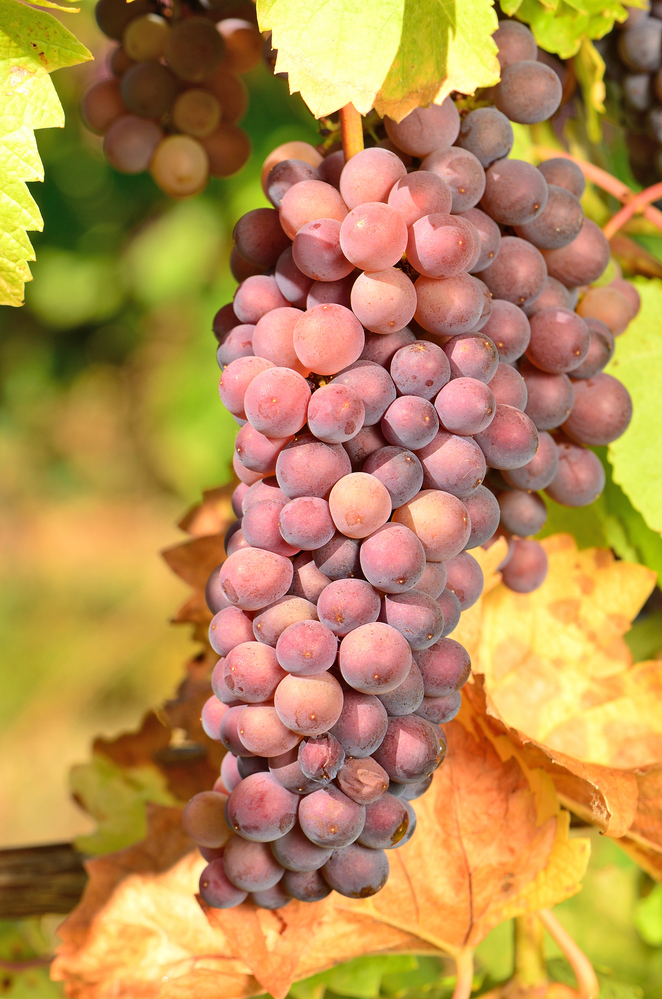 Pinot Grigio grapes