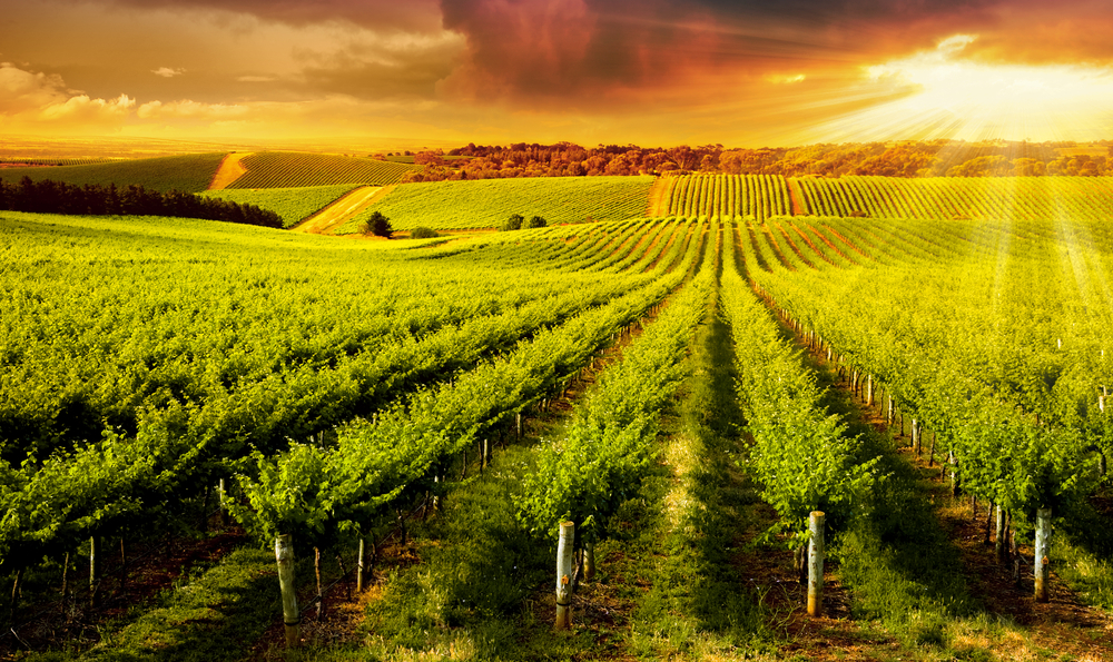 vineyard at sunset