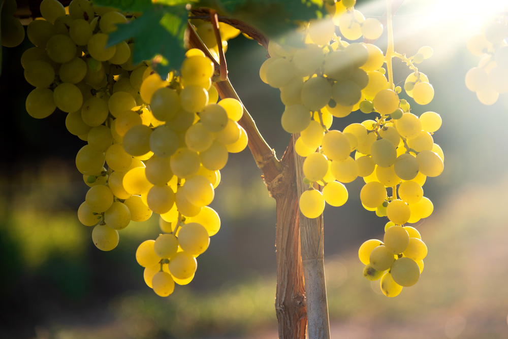 wine grapes