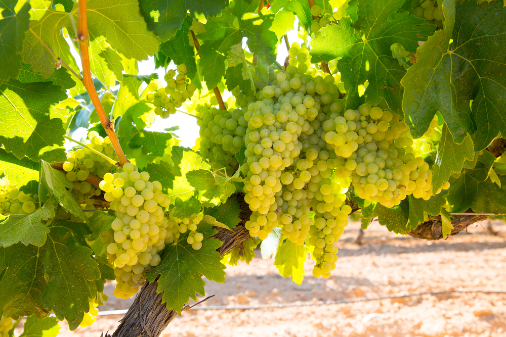 chardonnay grapes