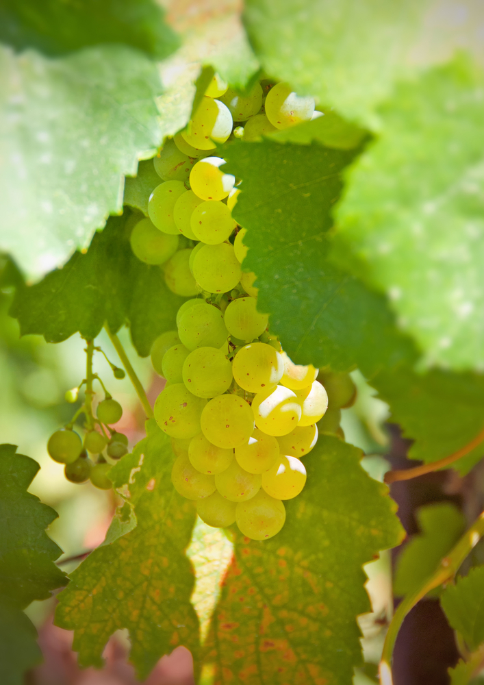 chardonnay grapes