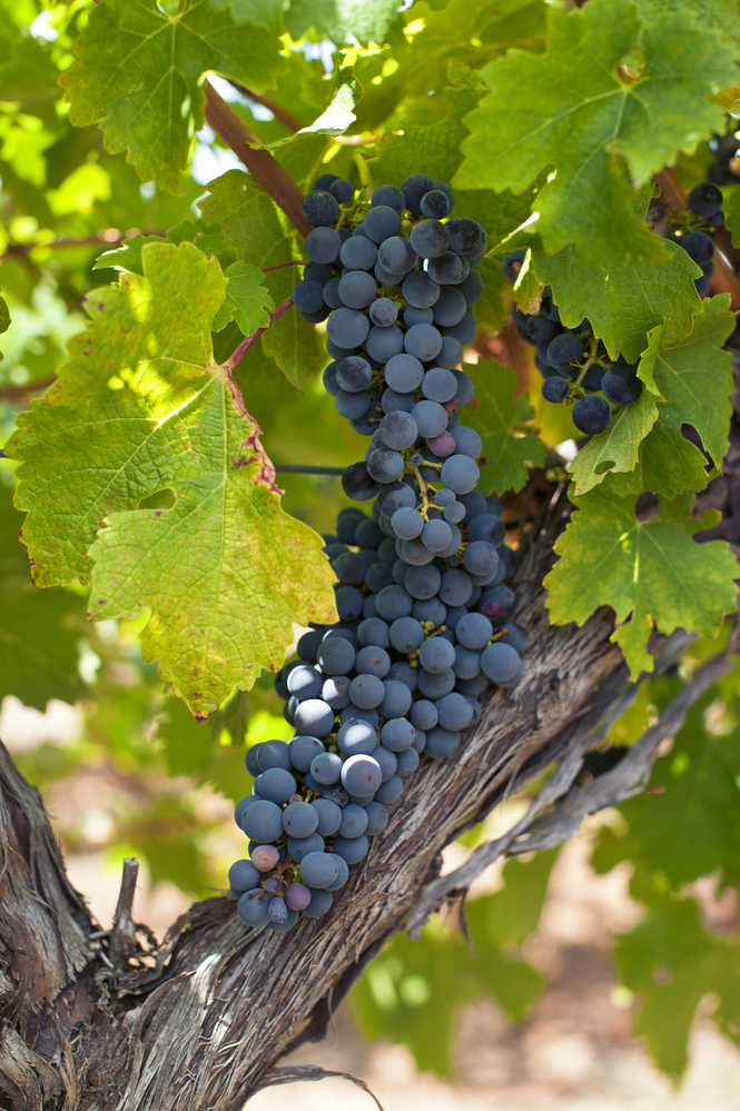 red grapes on the vine