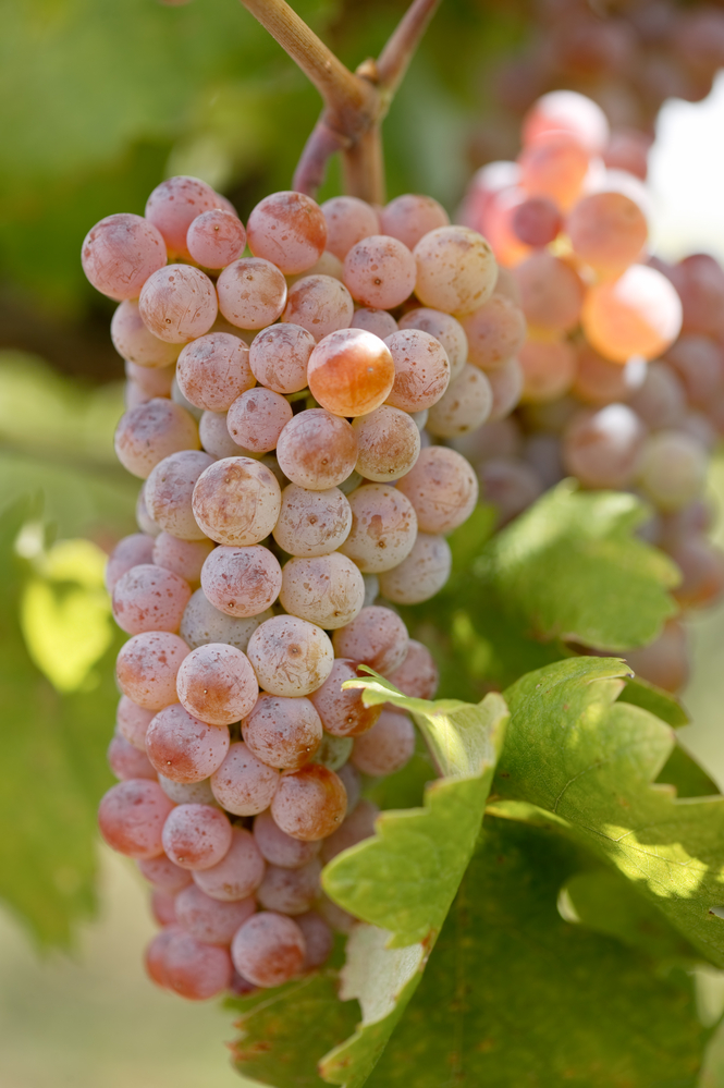 rose grapes on the vine