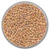 Newdale Barley Seed - 50 sq. ft.