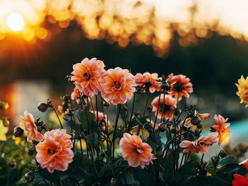 Open for Business With Careful Protocol