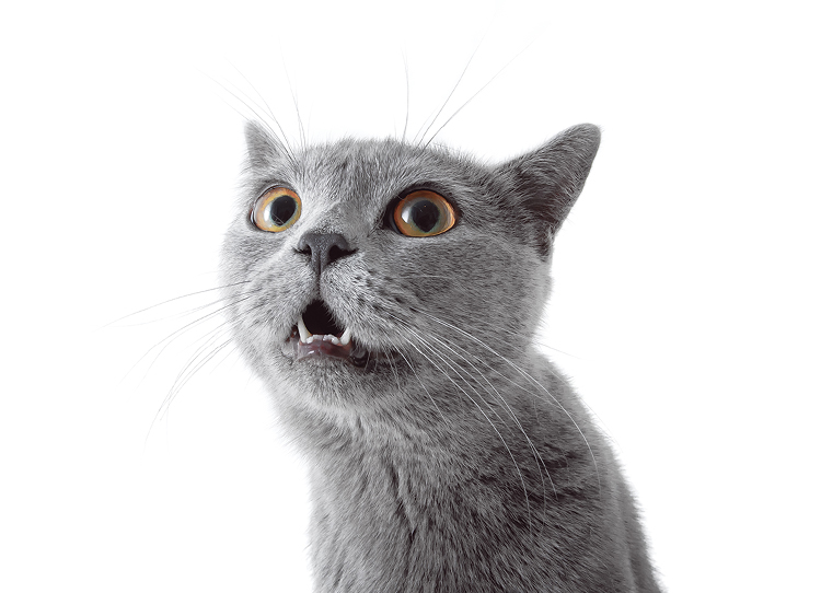 Insanely Difficult Words to Spell