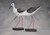 Blackwinged Stilts